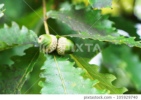 八月橡子中的水楢樹 105929740