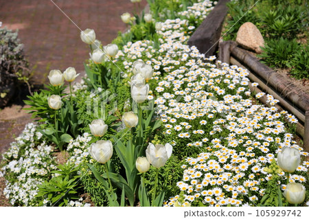 鬱金香花 鬱金香花 105929742