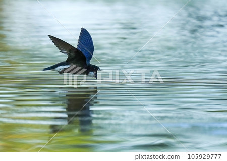 Hario Swallow's exciting water drinking scene 105929777
