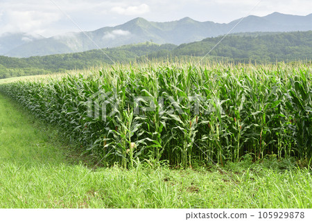 Shoot the scenery of a dent corn field in Imakane-cho, Hokkaido in midsummer 105929878