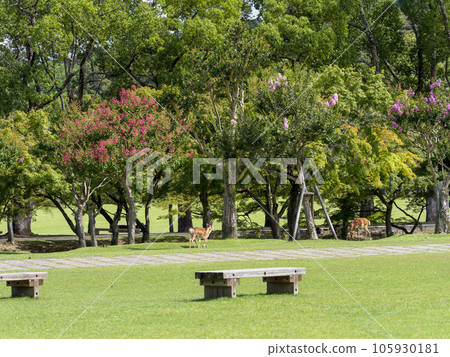 Deer and crape myrtle flowers in Ukigumoenchi, Nara Park Deer and crape myrtle flowers in Ukigumoenchi, Nara Park 105930181