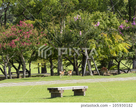 Deer and crape myrtle flowers in Ukigumoenchi, Nara Park 105930182