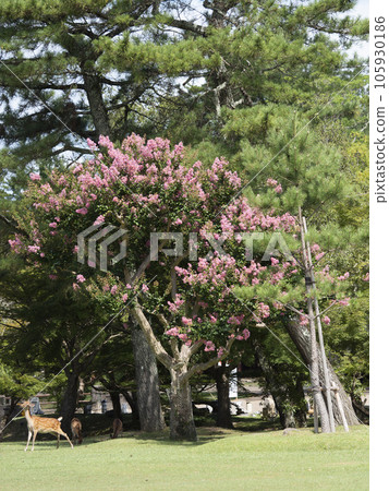 Deer and crape myrtle flowers in Ukigumoenchi, Nara Park 105930186