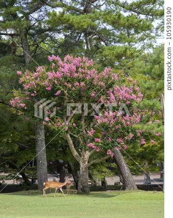 Deer and crape myrtle flowers in Ukigumoenchi, Nara Park 105930190
