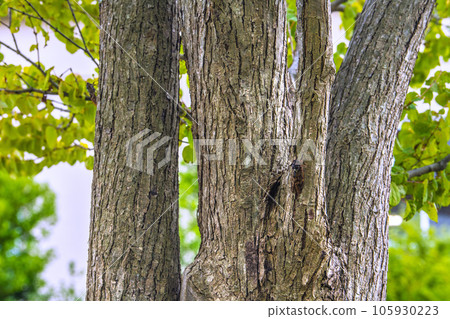 日本橫濱城市景觀 戰爭結束週年紀念日。第78次……戰爭的悲劇不會重演……那年夏天……城裡的蟬聲……=第15次 105930223