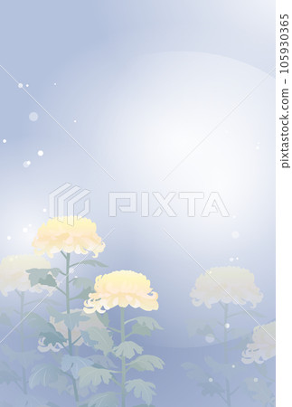 yellow chrysanthemum mourning illustration 105930365