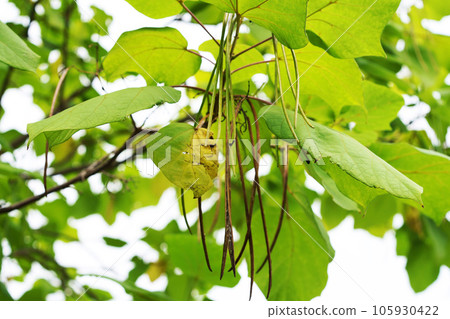 Catalpa ovata Catalpa ovata 105930422