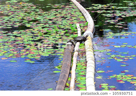 A red-eared slider basks on a bamboo float in a fishing pond made in a gravel hole 105930751