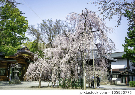 東京都府中市大國魂神社瑞神門前盛開的垂枝櫻花 東京都府中市大國魂神社瑞神門前盛開的垂枝櫻花 105930775