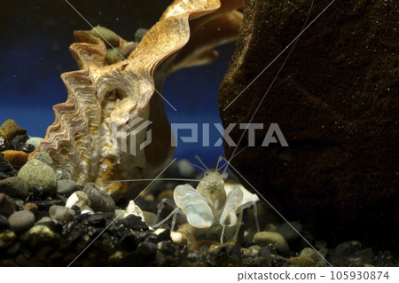 抓蝦手槍蝦 105930874