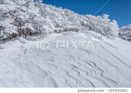 Mt. Gozaisho in winter [frost-covered trees and wind and snow patterns] 105930901