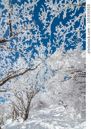 三重縣菰野町冬季度假勝地禦在所岳【冬季藝術品、霜凍樹木】 105930920