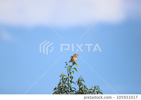 伯勞棲息在樹枝上 伯勞棲息在樹枝上 105931017