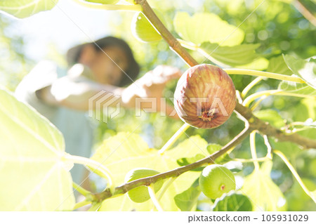 Farmers harvesting figs 105931029