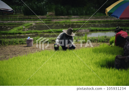 Prepare rice seedlings before planting. Prepare rice seedlings before planting. 105931234
