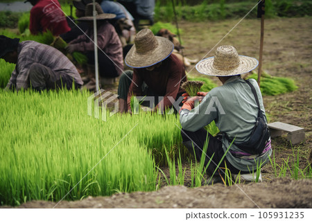 Prepare rice seedlings before planting. 105931235
