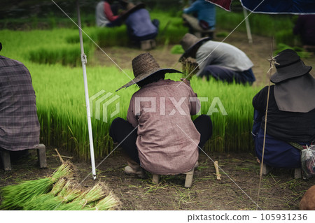Prepare rice seedlings before planting. Prepare rice seedlings before planting. 105931236