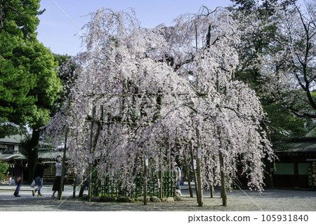 東京都府中市大國魂神社瑞神門前盛開的垂枝櫻花 105931840