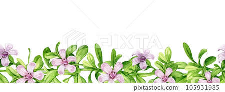 Bacopa herb seamless border. Hand drawn Bacopa monnieri adaptogenic medicinal herb watercolor botanical illustration. Brahmi herb ayurveda medicine seamless border element. White background Bacopa herb seamless border. Hand drawn Bacopa monnieri adaptogenic medicinal herb watercolor botanical illustration. Brahmi herb ayurveda medicine seamless border element. White background 105931985
