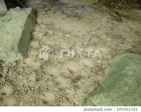 Antlion antler larva Antlion antler larva 105932181