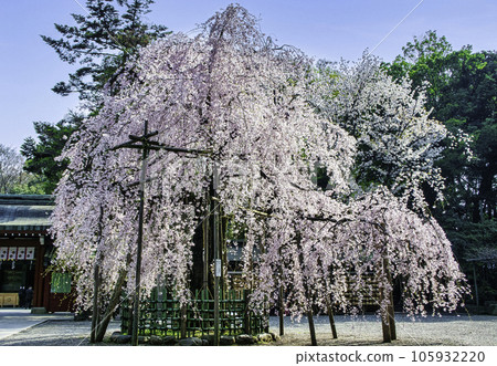 東京都府中市大國魂神社瑞神門前盛開的垂枝櫻花 105932220