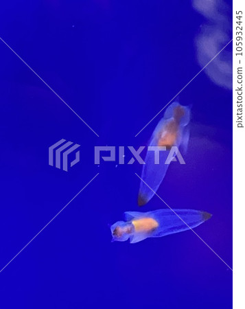 鄂霍次克流冰博物館裡快樂的克里昂 105932445