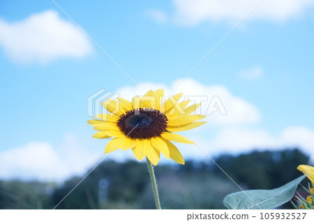 Summer flowers, sunflowers, blue sky and white clouds, sun, summer, flower image material Summer flowers, sunflowers, blue sky and white clouds, sun, summer, flower image material 105932527