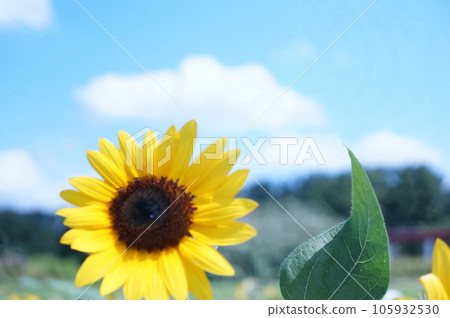Summer flowers, sunflowers, blue sky and white clouds, sun, summer, flower image material Summer flowers, sunflowers, blue sky and white clouds, sun, summer, flower image material 105932530