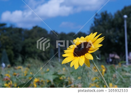 Summer flowers, sunflowers, blue sky and white clouds, sun, summer, flower image material Summer flowers, sunflowers, blue sky and white clouds, sun, summer, flower image material 105932533