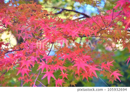 鮮紅的秋葉 鮮紅的秋葉 105932694