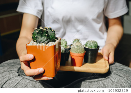 Woman holding Gymnocalycium with group collection of various cactus in different pots. Cactus are not flowers, but the areoles which are sort of branches are what give rise to the flowers. Woman holding Gymnocalycium with group collection of various cactus in different pots. Cactus are not flowers, but the areoles which are sort of branches are what give rise to the flowers. 105932829