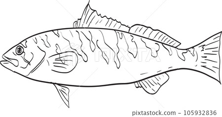 Barred sand bass Side View Cartoon Drawing Barred sand bass Side View Cartoon Drawing 105932836