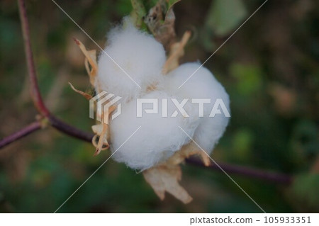 棉花 棉花 西部棉花 棉花 棉花廠 105933351