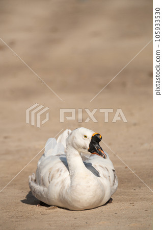 White swan background.Selective focus. White swan background.Selective focus. 105933530
