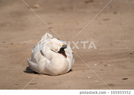 Sleeping white swan background.Selective focus on white swan. 105933552