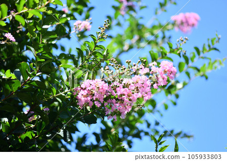 Crape Myrtle and blue sky Crape Myrtle and blue sky 105933803