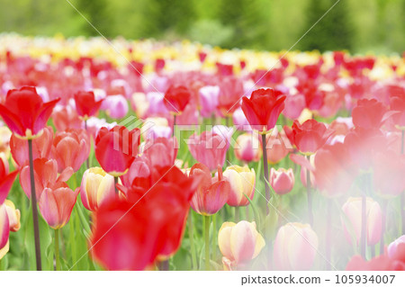 盛開的鬱金香（鏡頭光暈） 105934007