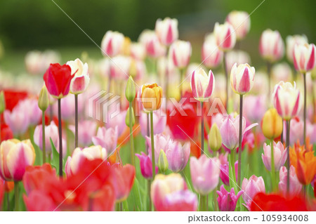 鬱金香盛開 鬱金香盛開 105934008