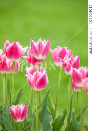 不尋常的鬱金香（更多複制空間） 105934015