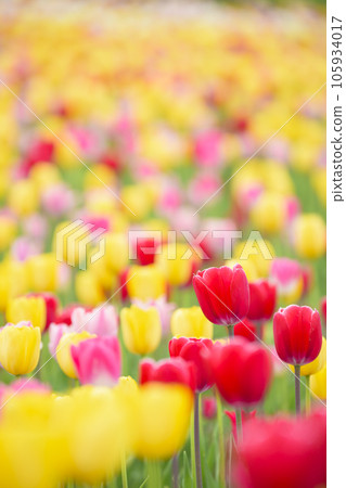 Tulips in full bloom 105934017