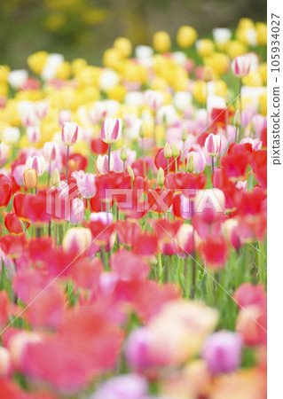 Tulips in full bloom 105934027