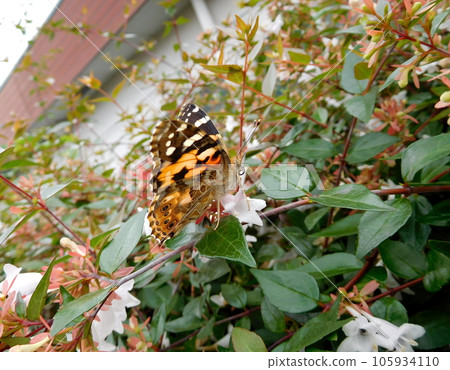 Abelia and black fritillary female 105934110