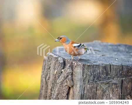 Common chaffinch, Fringilla coelebs, sits on a tree. Common chaffinch in wildlife. 105934243
