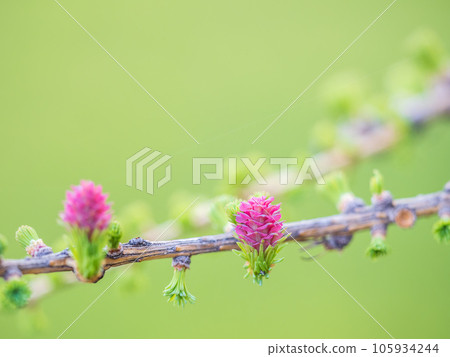 Larch tree fresh pink cones blossom at spring on nature background Larch tree fresh pink cones blossom at spring on nature background 105934244