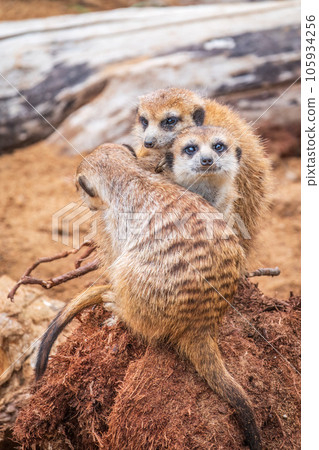 A group of cute meerkats. Meerkat Family are sunbathing. 105934256