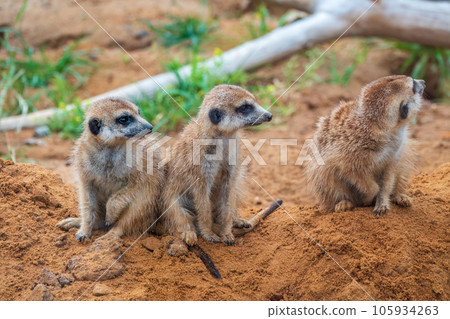 A group of cute meerkats. Meerkat Family are sunbathing. A group of cute meerkats. Meerkat Family are sunbathing. 105934263
