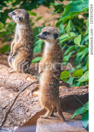 Two cute curious meerkats stand on their hind legs on a sandy hill and look away. Two cute curious meerkats stand on their hind legs on a sandy hill and look away. 105934264