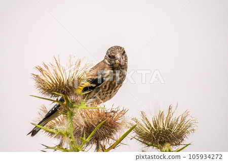 European goldfinch with juvenile plumage, feeding on the seeds of thistles. Carduelis carduelis. 105934272
