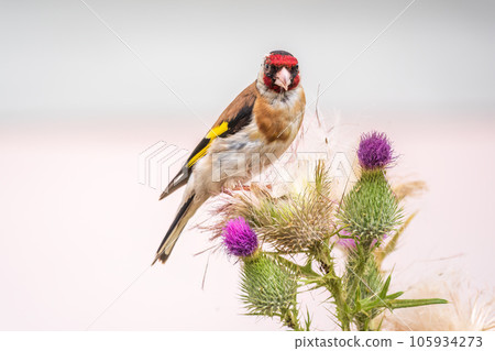 European goldfinch, feeding on the seeds of thistles. Carduelis carduelis. 105934273