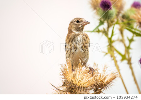 European goldfinch with juvenile plumage, feeding on the seeds of thistles. Carduelis carduelis. 105934274